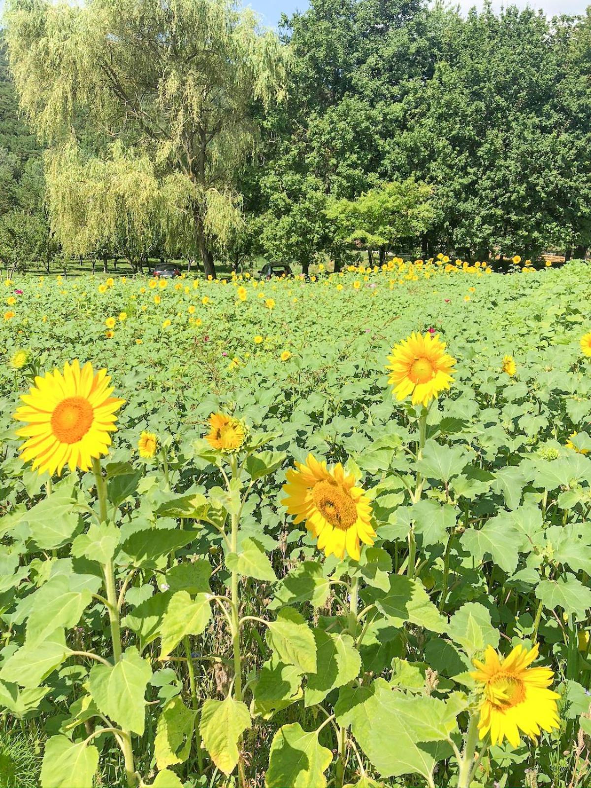 Dans Le Parc Regional Du Verdon - Bastide 140m2 Et Bastidon 85m2 La Martre