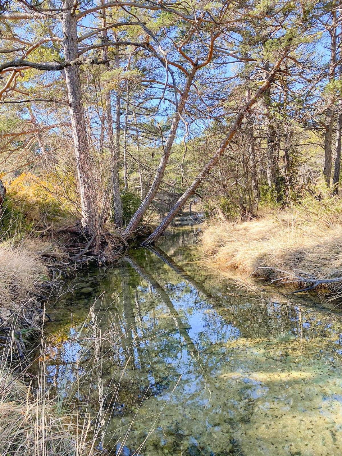 Dans Le Parc Regional Du Verdon - Bastide 140m2 Et Bastidon 85m2 * La Martre
